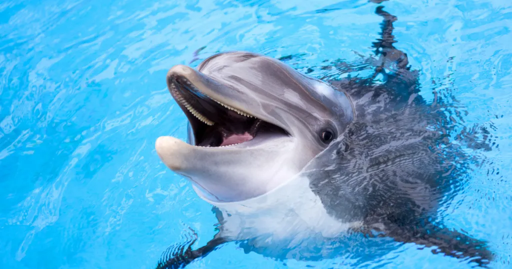 dolphin